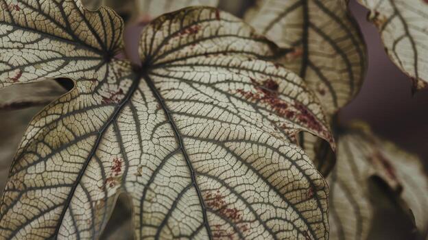 Close up of Patterned Leaves in a Lush Garden During the Daytime photo