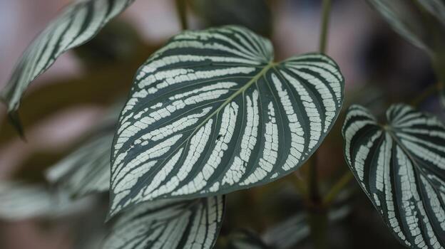 Exotic Philodendron Brandtianum Showing Unique Stripes and Patterns photo