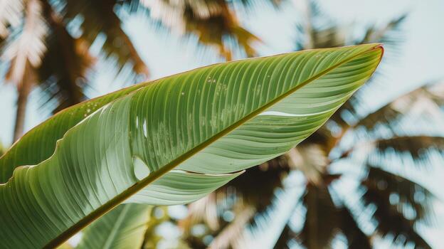 Close up of a Large Green Leaf With Palm Trees in the Background photo