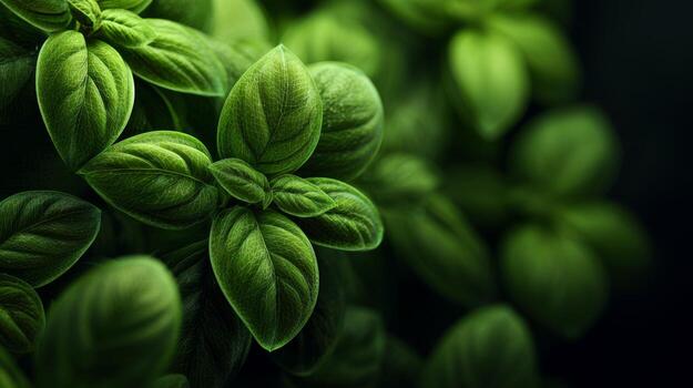 Close-up of vibrant green basil leaves, showcasing intricate textures and rich colors. photo