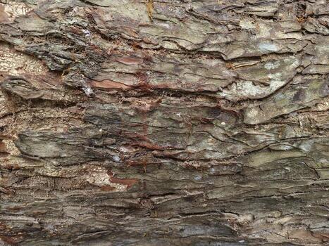 Close up photo of textured tree bark with natural cracks, moss, and earthy tones.