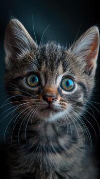 A kitten with blue eyes is staring at the camera photo
