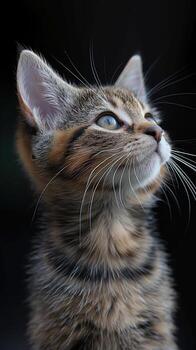 A kitten with a blue eye is looking up at the camera photo