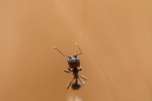Close-up of an ant climbing a rye spikelet in natural light. A detailed macro view showing interaction between insect and plant in a rural setting. photo