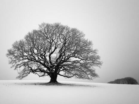 An Old Oak Tree Stands Alone In A Snowy Meadow photo