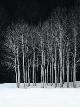 A Bold Composition Featuring Aspen Trees In Winter photo