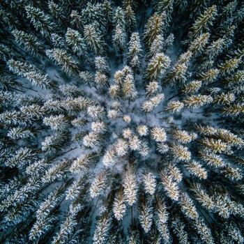 The Fractal Geometry in Nature Seen in a Forest photo