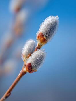 A Frozen Willow Branch Signifying Future Spring photo