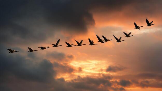 A Dramatic Sunset is the Backdrop for Migrating Geese photo