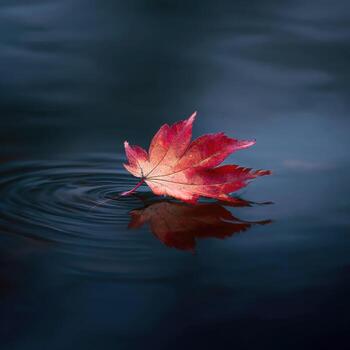 A Still Pond with a Single Red Maple Leaf photo