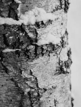 The Minimalist Pattern of Snow on Birch Tree Bark photo