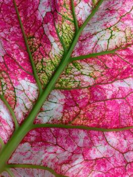 The Eye Catching Pattern of a Pink and Green Caladium photo