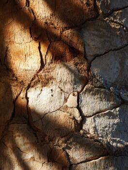 The Rough and Uneven Texture of Palm Tree Bark photo