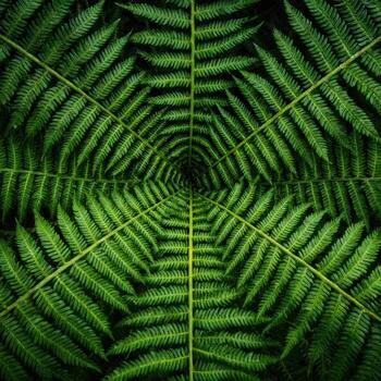 The Symmetrical Shape of a Wild Fern Frond photo