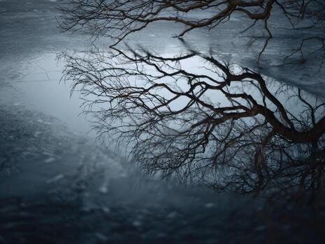 A Frozen Swamps Skeletal Tree Reflections photo