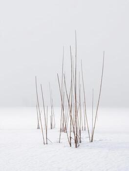 The Visual Design of Reeds on Snow photo