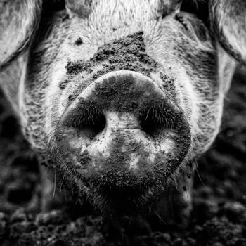 A Monochrome Abstract Study Of A Pigs Snout photo