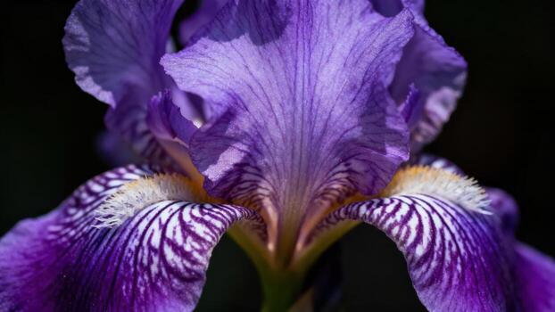 Close-up view of a vibrant purple iris flower, showcasing intricate patterns and delicate textures. photo