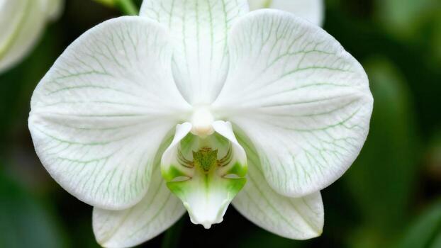 Close-up of a pristine white orchid, showcasing delicate, light green lines that intricately pattern its petals, bathed in soft light. photo
