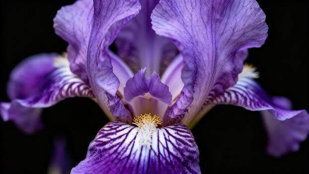 Close-up view of a vibrant purple iris flower, showcasing intricate details and soft textures. photo