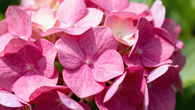 Close-up view of a cluster of vibrant pink hydrangea flowers, showcasing detailed petal structures and a soft, natural light. photo
