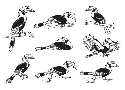 genial cálao en varios posado, volador, y corriendo poses con un grande pico. vector