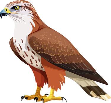 Brown Hawk Standing with Sharp Eyes vector