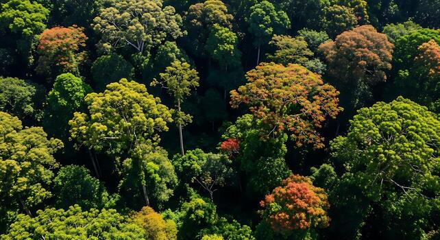 Aerial View of Dense Green Forest with Colorful Canopies in Natural Setting photo