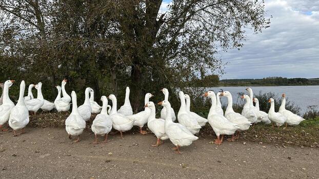 A flock of white geese on the road in the park photo