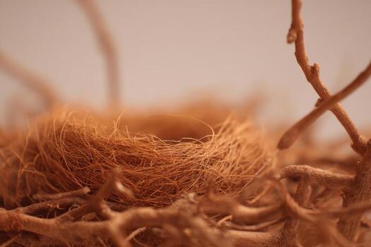Closeup Twigs and Dried Stems with Warm Tones photo