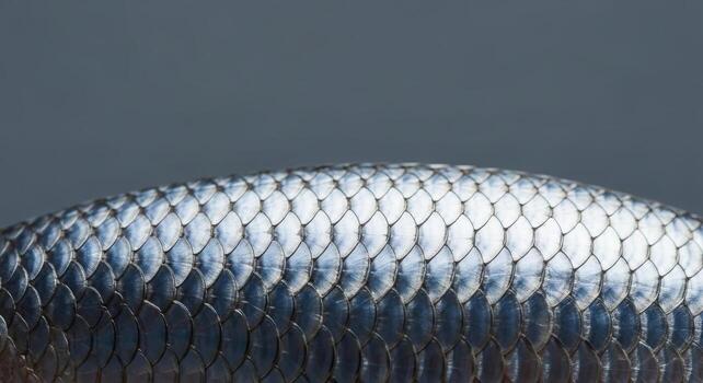 Close up of shimmering silver fish scales pattern for textures backgrounds designs photo
