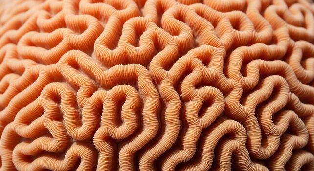 Brain Coral Close up Intricate Texture and Organic Patterns for Scientific Visualization and Underwater Ecosystem Concepts photo