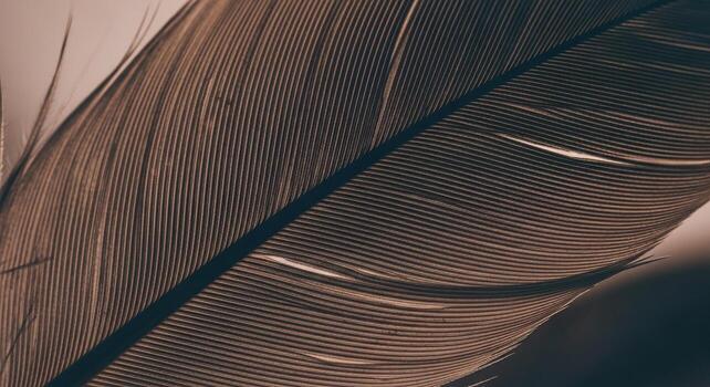 Macro Close Up of Detailed Brown Feather Texture Pattern for Artistic Nature and Design Concepts photo