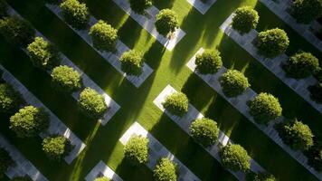 skön antenn se av ordentligt anordnad träd och välskött gräs highlighting mönster och skuggor i en lugn utomhus- miljö video