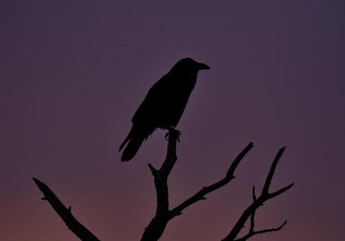 A crow perched on a bare tree branch at dusk photo