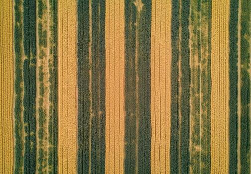 Aerial view of a field with distinct rows photo