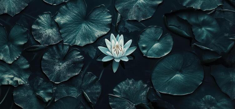 Dark Teal Lily Pads with White Lotus photo