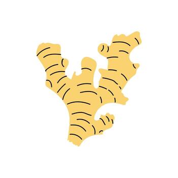 Fresh ginger root displayed on a white background creates an appealing look for culinary uses and health benefits vector