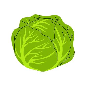 Fresh green cabbage with intricate leaf patterns displayed on a white background vector