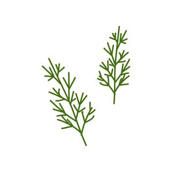 Fresh sprigs of dill displayed in a simple and clean design for culinary use and herb identification vector