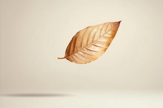 Floating Autumn Leaf with Detailed Veins and Soft Shadow on Beig photo