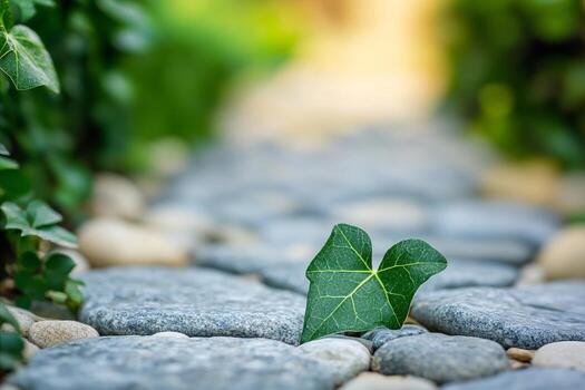 en forma de corazon hiedra hoja descansando en Roca camino con suave bokeh espalda foto