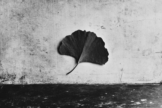 Ginkgo Leaf's Delicate Veins Against Textured Wall in Monochrome photo