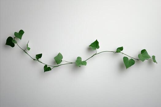 en forma de corazon hiedra vino en blanco antecedentes minimalista fotografía foto