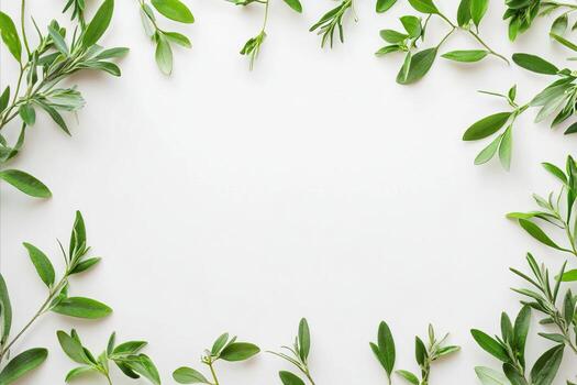 Fresh Herbs Frame White Background Botanical Design photo
