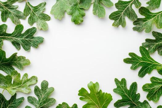 Green Oak Leaves Frame a White Background, Showing Leaf Veins an photo