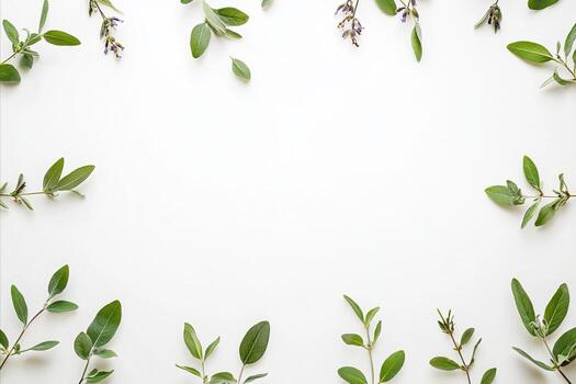 Fresh Sage Branches Arranged in a Frame on White Background photo