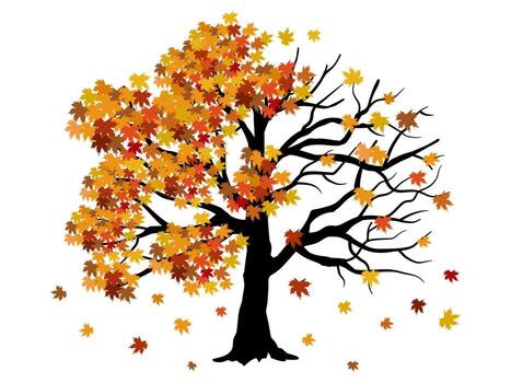 half autumn and half bare tree illustration showing seasonal change with colorful leaves and falling foliage, isolated on a white background, concept of transition. vector