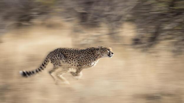 Cheetah in motion across arid terrain with speed blur effect in daylight photo