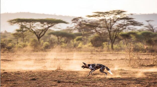 African wild dog running through open savanna with dust and trees photo